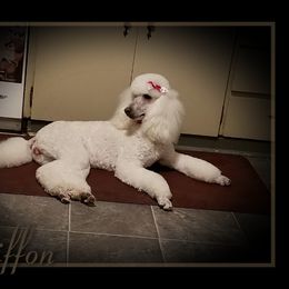 Countryside's Elegant Chiffon - Poodle