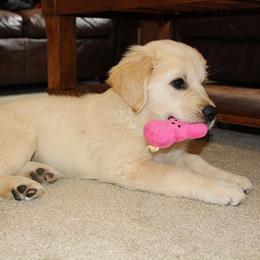 Golden Retriever Puppies from Sleepy Morning Golden's