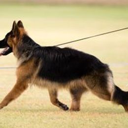 Duke - German Shepherd