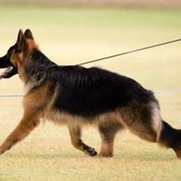 Duke - German Shepherd