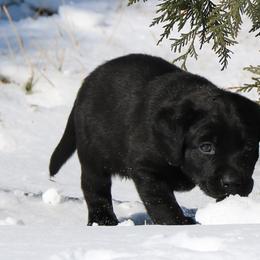 Labrador Retriever Puppies from GocheeLabs