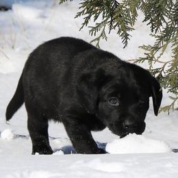 Labrador Retriever Puppies from GocheeLabs