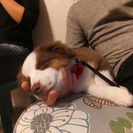 Miniature American Shepherd Puppies from Fruition Farms