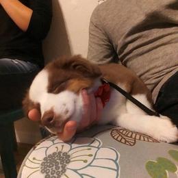 Miniature American Shepherd Puppies from Fruition Farms