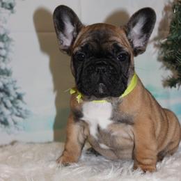 French Bulldog Puppies from Sweetheart Frenchies