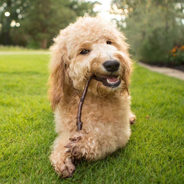 Goldendoodle