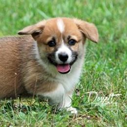 Dalarno Pembroke Welsh Corgis breeder of Cardigan Welsh Corgi