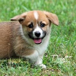 Dalarno Pembroke Welsh Corgis breeder of Cardigan Welsh Corgi