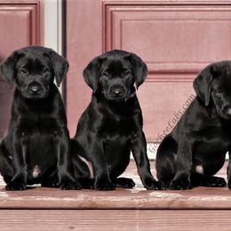 Labrador Retriever Puppies from GocheeLabs