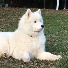 Samoyed All Grown Up from StormCloud Samoyeds