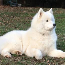 Samoyed All Grown Up from StormCloud Samoyeds