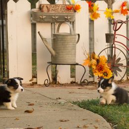 Pembroke Welsh Corgi Puppies from Half Hitch Corgis