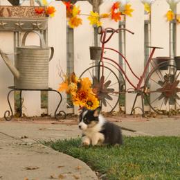 Pembroke Welsh Corgi Puppies from Half Hitch Corgis