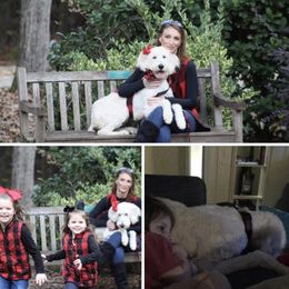 Bernedoodle and Goldendoodle All Grown Up from Jefferson Doodles