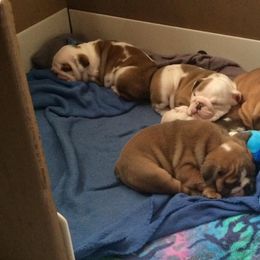 Bulldog Puppies from Raise The Woof Bulldogs