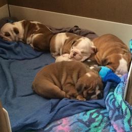 Bulldog Puppies from Raise The Woof Bulldogs