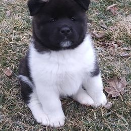 Akita Puppies from BleuMoon Akitas