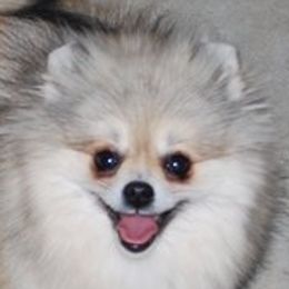Pomeranian adult dog