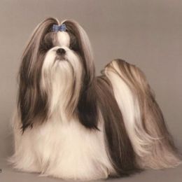 Shih Tzu All Grown Up from Sabar Shih-tzu