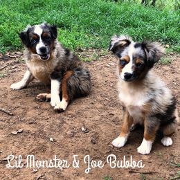 Toy Australian Shepherd Puppies from Double M Toy and Mini Aussies