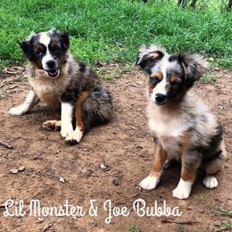 Toy Australian Shepherd Puppies from Double M Toy and Mini Aussies