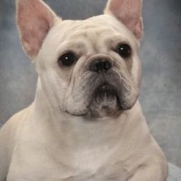 Meadow - French Bulldog