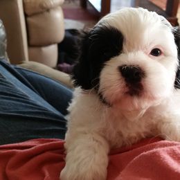 Shichon and Aussiedoodle Puppies from PTK Ranch