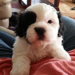 Shichon and Aussiedoodle Puppies from PTK Ranch