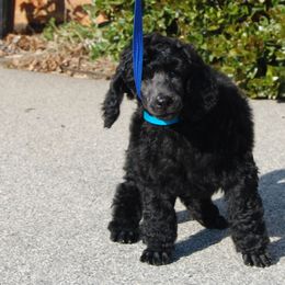 Poodle Puppies from DancingCloud Kennels