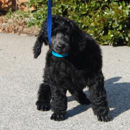 Poodle Puppies from DancingCloud Kennels