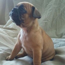 French Bulldog Puppies from Mama’s Frenchie Babies