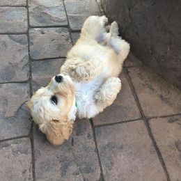 Labradoodle Puppies from Auburn Sky Labradoodles