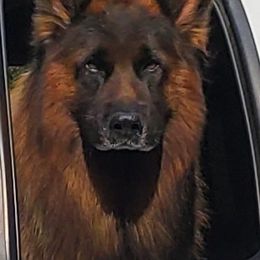  Q - German Shepherd