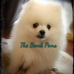 Pomeranian Puppies from The Bomb Poms