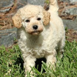 Poodle Puppies from Champion Poodles