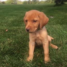 Rocky Ridge Labradors breeder of Labrador Retriever