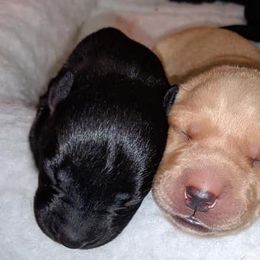 Labrador Retriever Puppies from Deep Hollow Labrador Retrievers