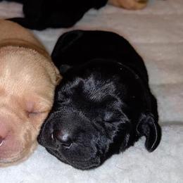 Labrador Retriever Puppies from Deep Hollow Labrador Retrievers