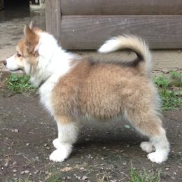 English Cocker Spaniel and Icelandic Sheepdog Puppies from Rocky Bottom