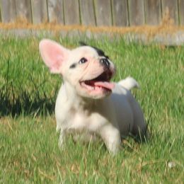 French Bulldog Puppies from The Bully Barn