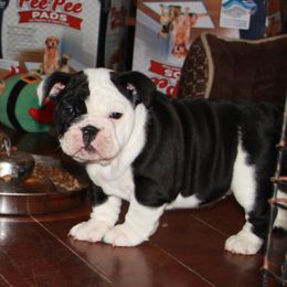 English Bulldog Puppies from Buffalo Bulldogs