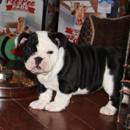 English Bulldog Puppies from Buffalo Bulldogs