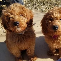 Goldendoodle All Grown Up from Willow Tree Bearded Retrievers