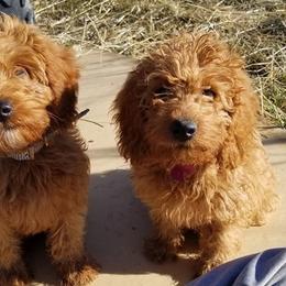 Goldendoodle All Grown Up from Willow Tree Bearded Retrievers