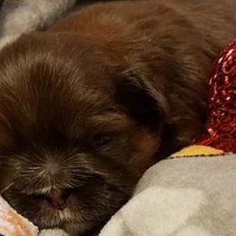 Shih Tzu Puppies from Jensen's Lil House of Demons