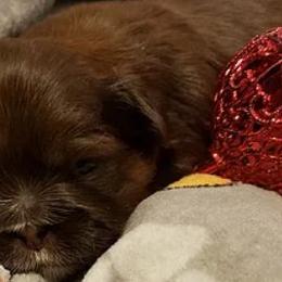Shih Tzu Puppies from Jensen's Lil House of Demons