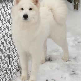  All Grown Up from El Samoyeds