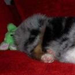 Australian Shepherd Puppies from Colockum Australian Shepherds