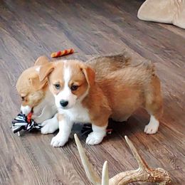Pembroke Welsh Corgi Puppies from Johnson's Pembroke Welsh Corgi's