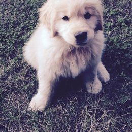 Golden Retriever Puppies from Golden Rose Kennel